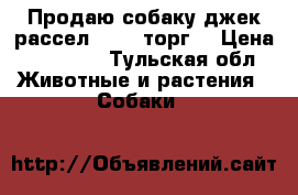 Продаю собаку джек рассел15000 (торг) › Цена ­ 15 000 - Тульская обл. Животные и растения » Собаки   